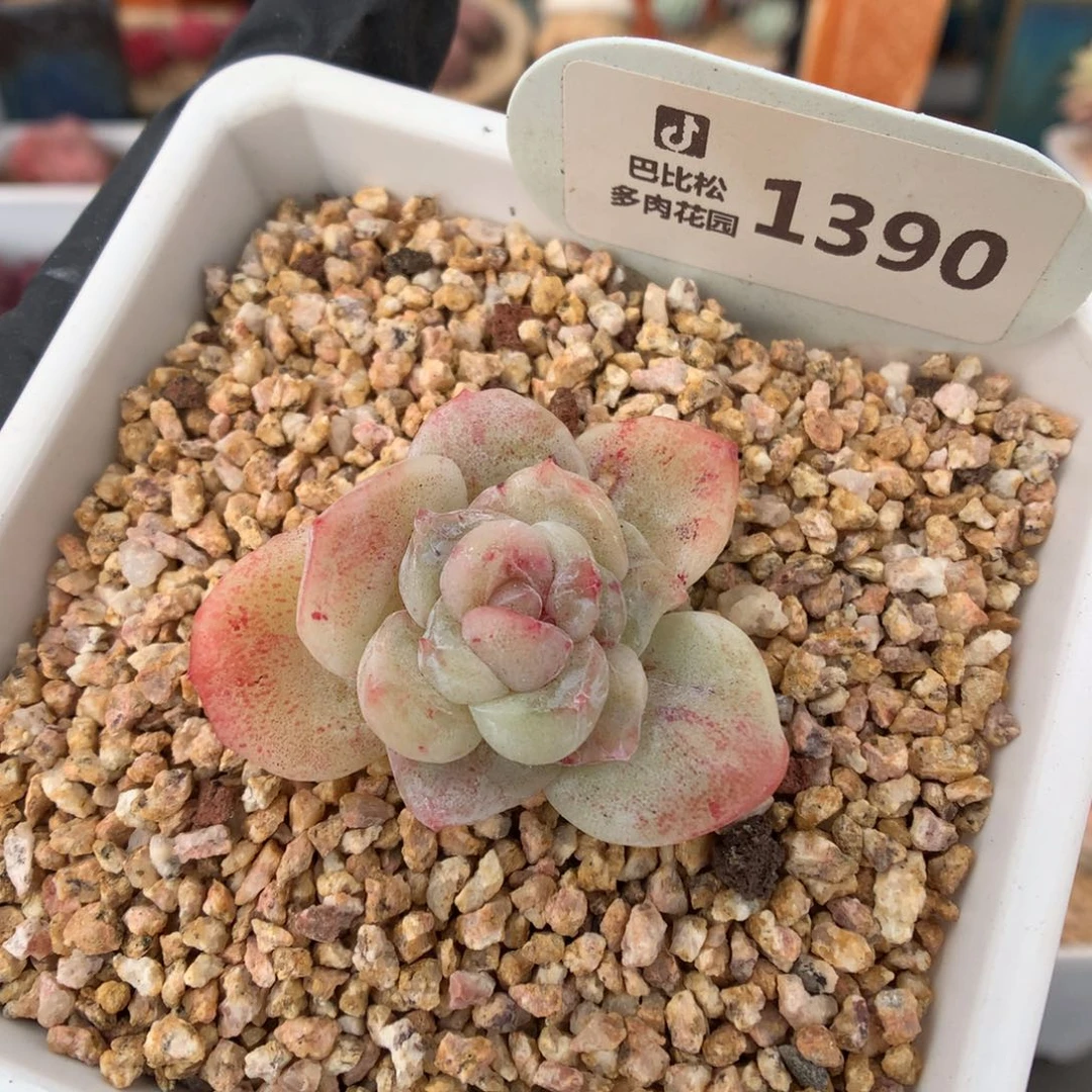 .1390 冰玉石化多肉