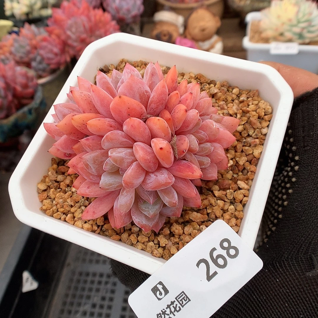 268日本雪天使多肉植物