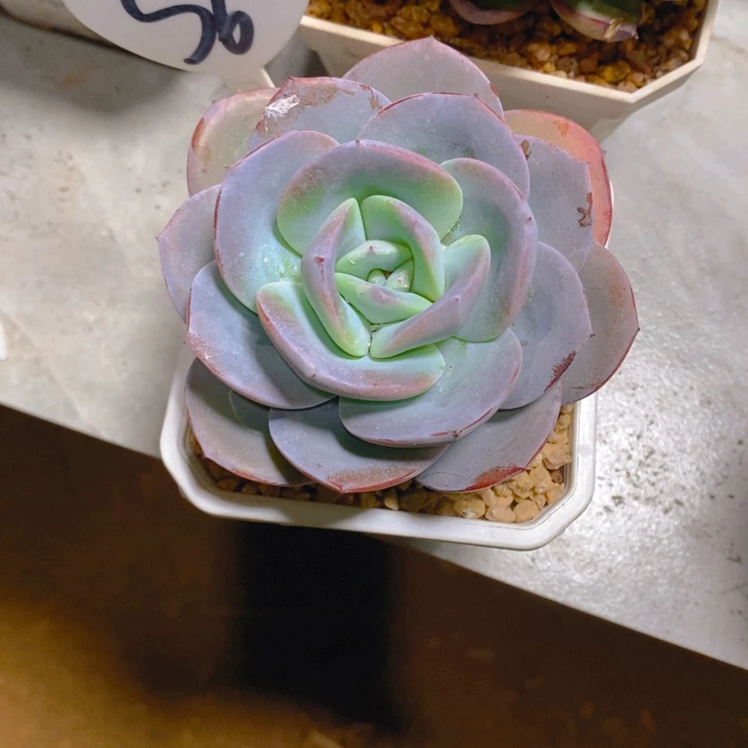 N***H圆叶布鲁蓝单头