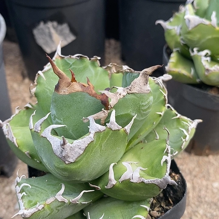 魔丸。         一个