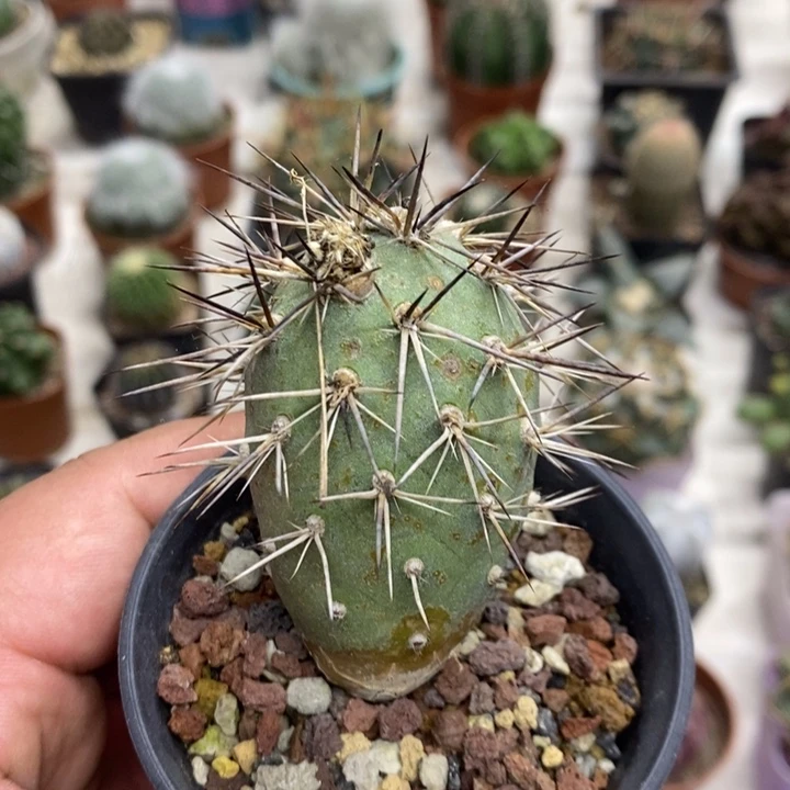 狂刺习志野特价福利