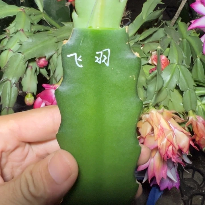 飞羽嫁接单片小苗一颗60