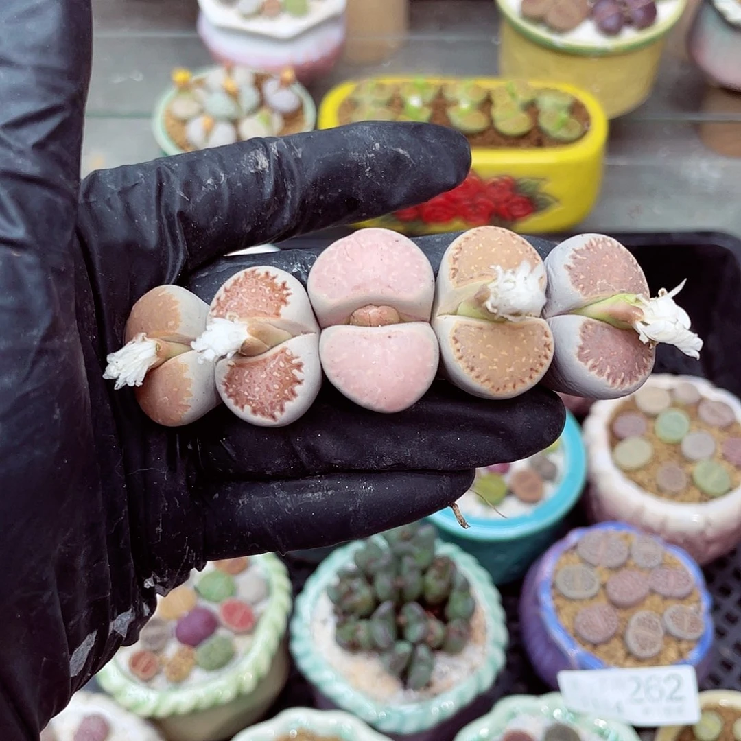 生石花满18包邮1114-285