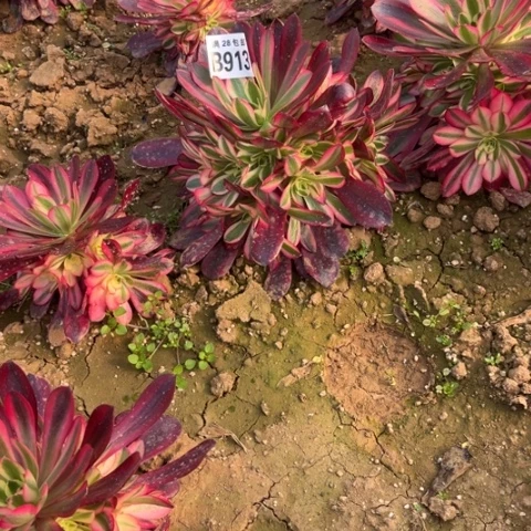 913美杜莎不包断枝