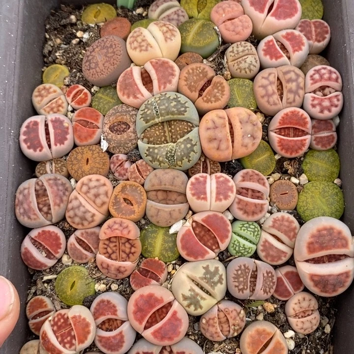 霸**女1651长生石花小苗