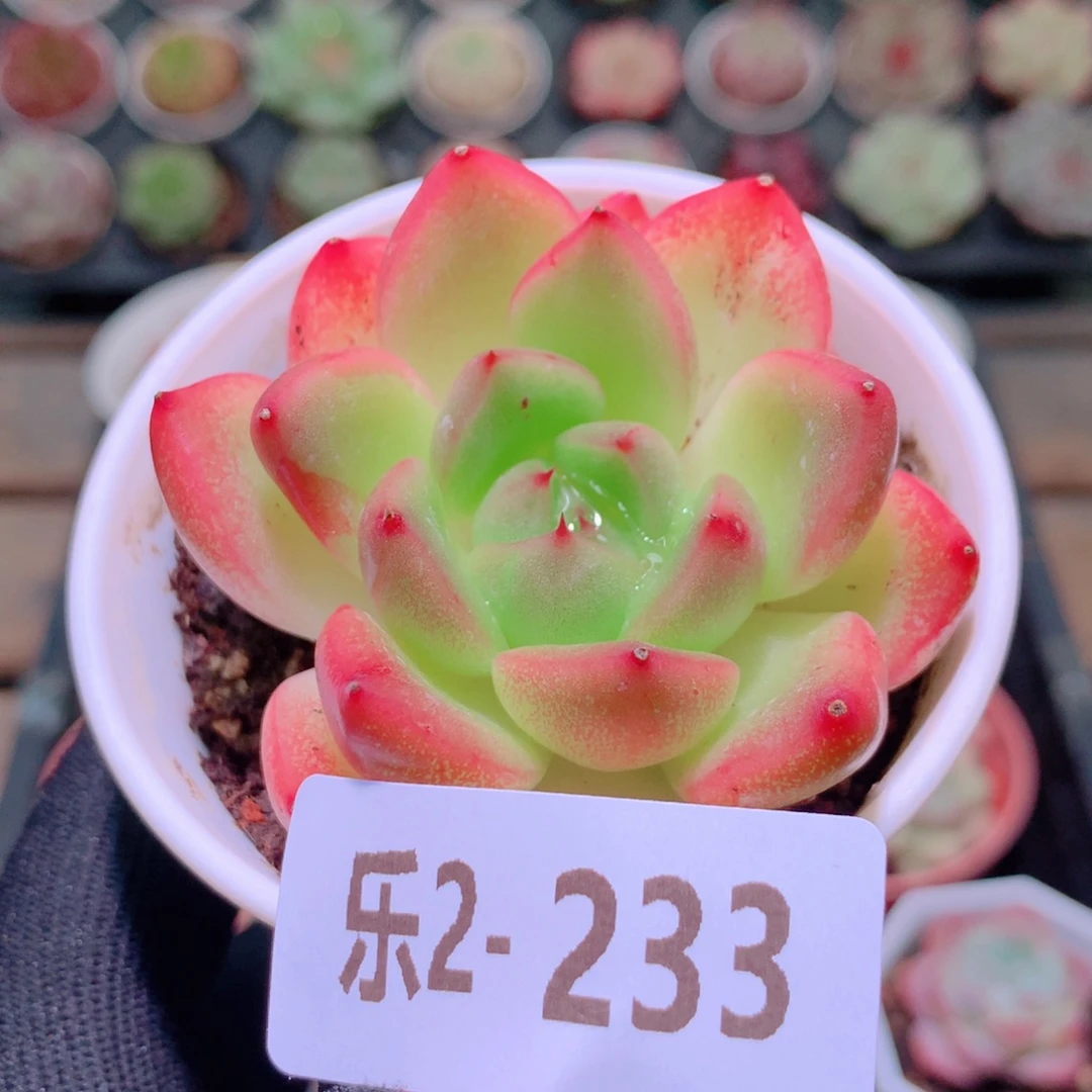 乐然2-233 新品单头
