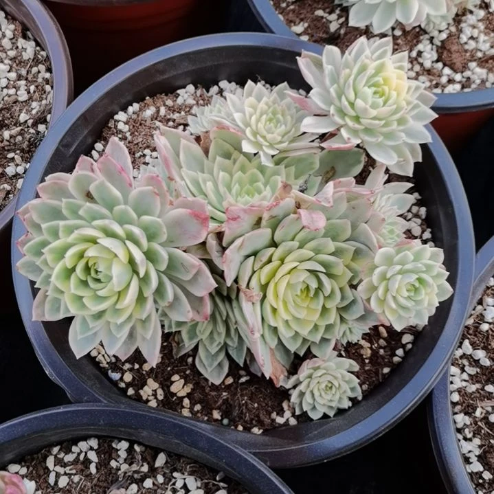 沙漠玫瑰白覆轮锦群刚长毛根