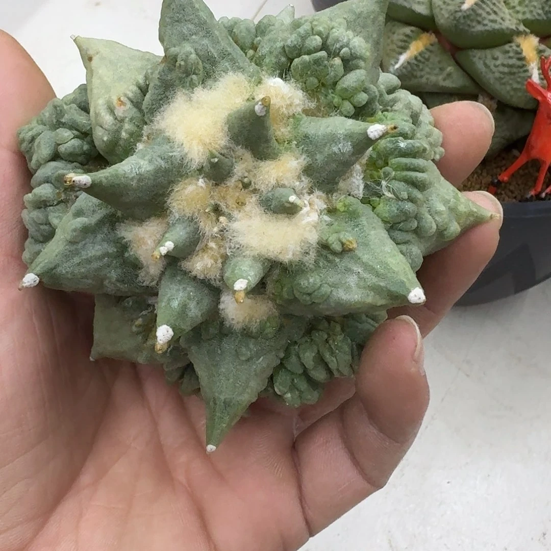 自根怒涛牡丹，萝卜根