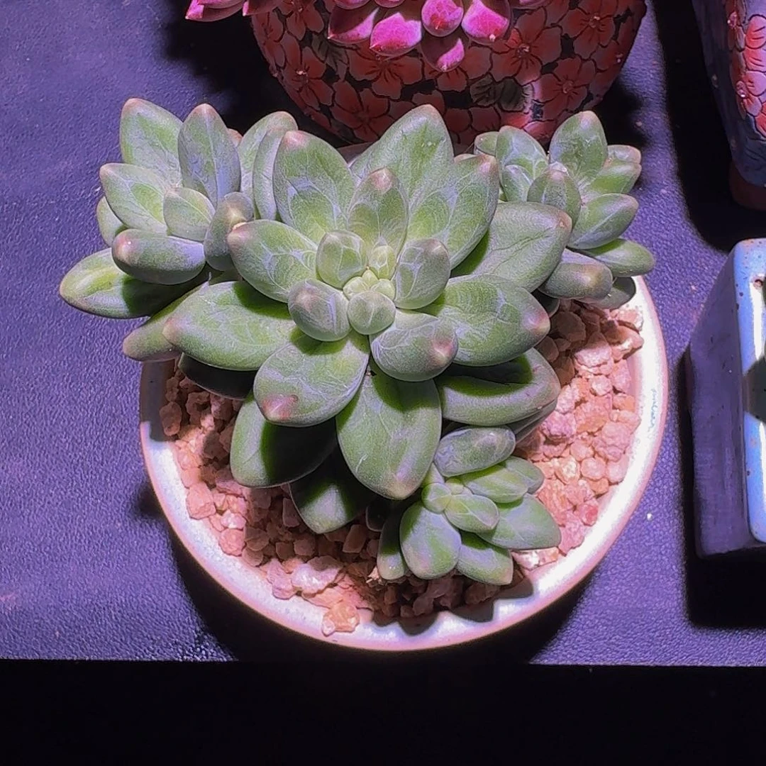 卡布奇诺 缀 一物一拍