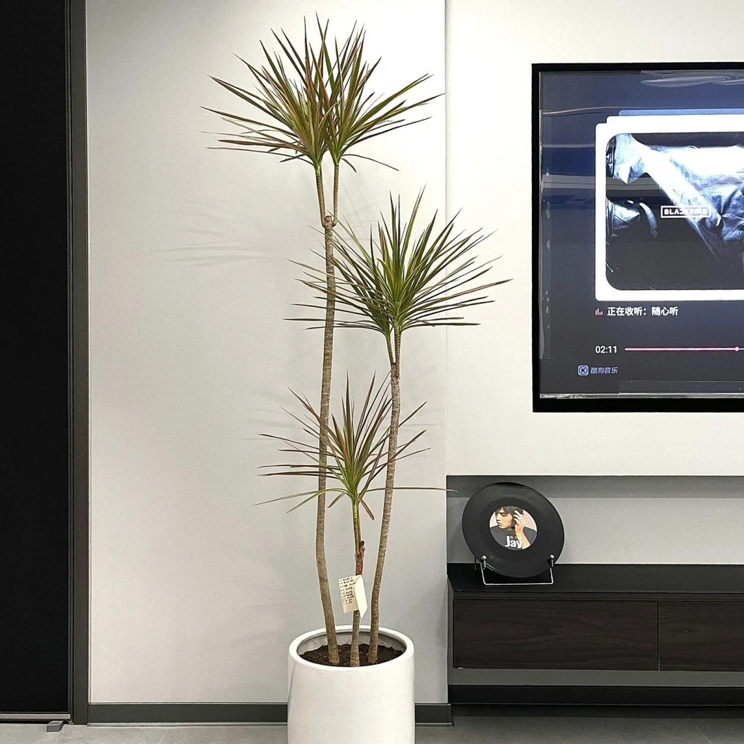 七彩千年木马尾铁客厅盆栽绿植室内大型植物装饰落地摆件ins风格