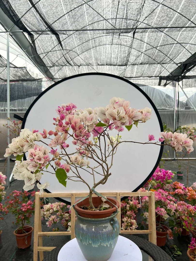 一物一拍三角梅链接