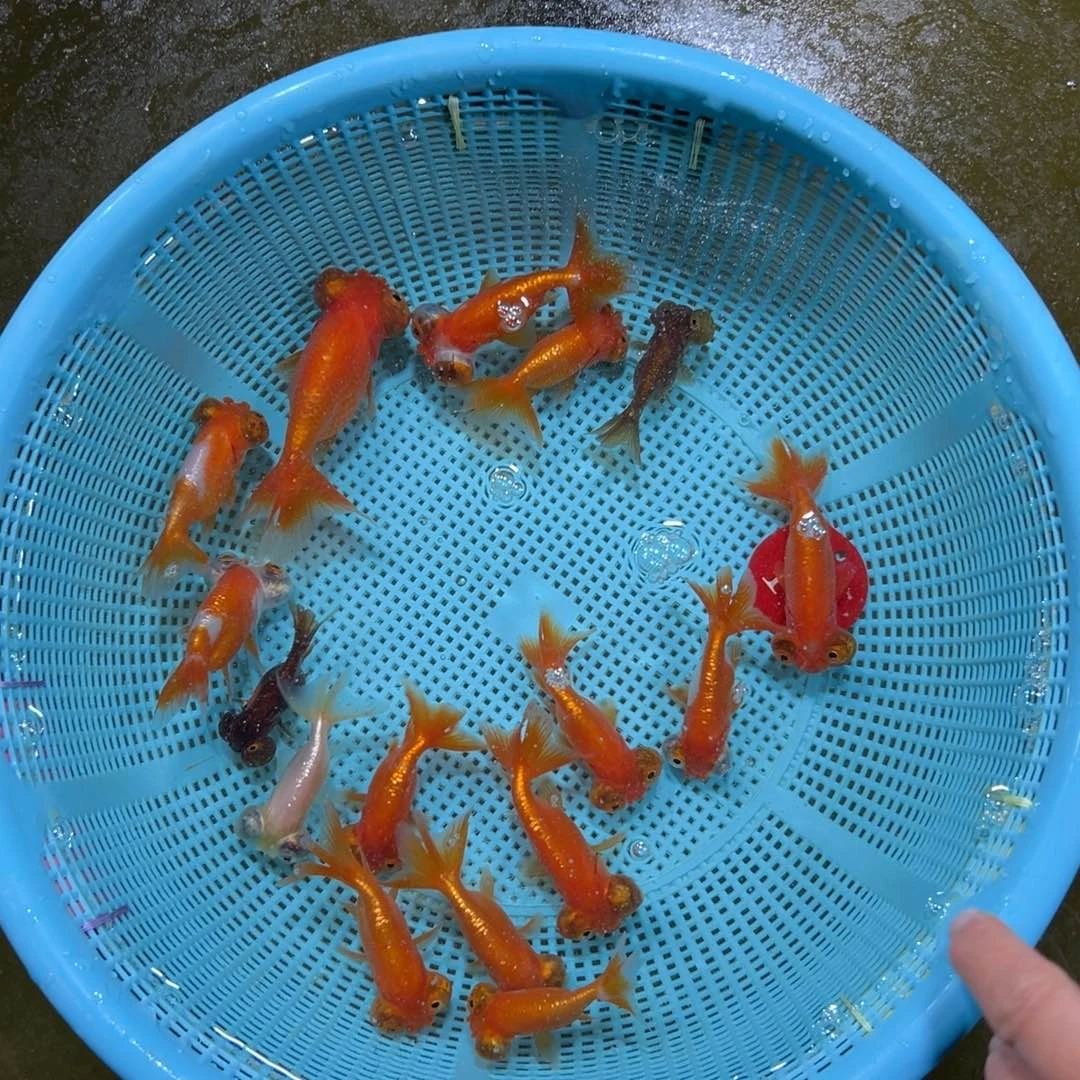 用***8金鱼19号。练手一盆。2条防损
