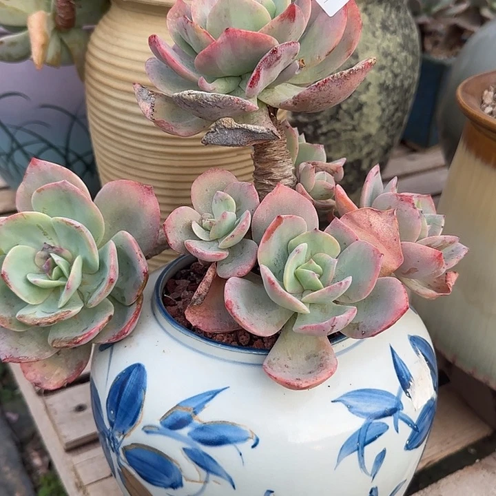 用****1087血凤脱土发货不退不换