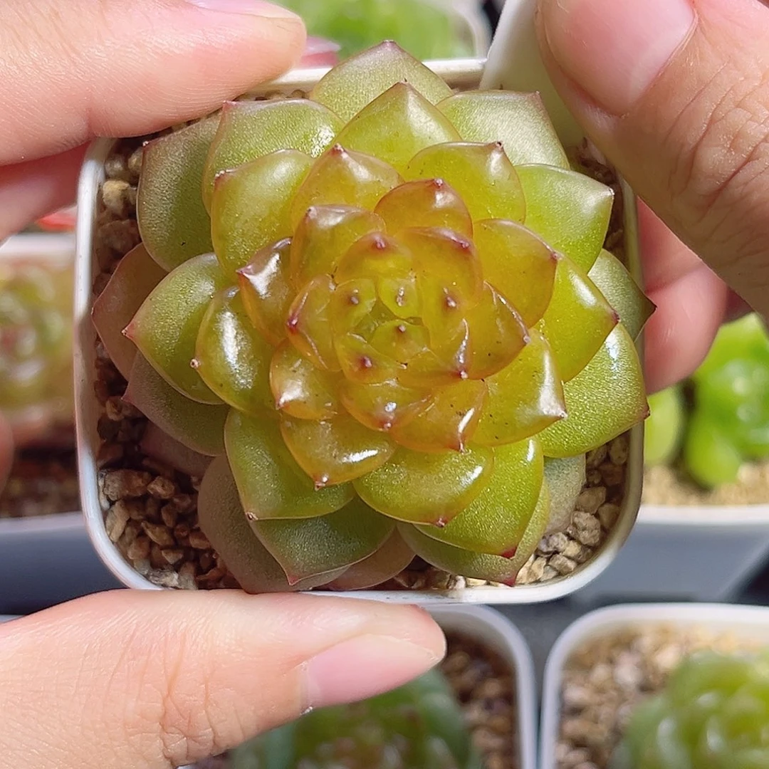 C365 一物一拍 珍妮精选