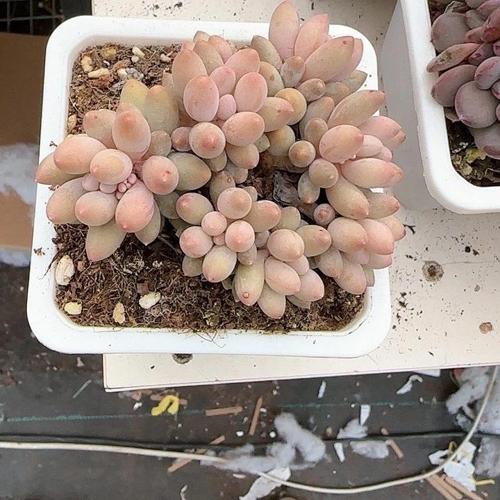 青蛙王子儿童牙膏111