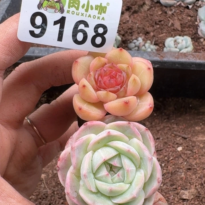 当前无花朵，栽培后可花朵半*莲多肉植物多肉植物