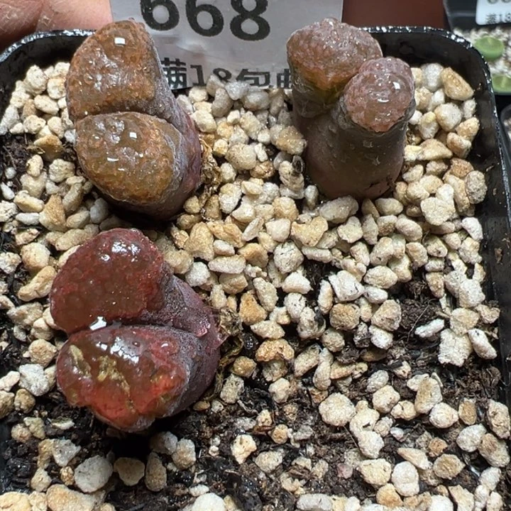 【闪购商品】芝***豆 668。