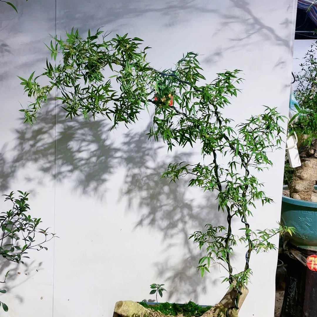 永**流簕竹哈哈哈哈哈哈哈