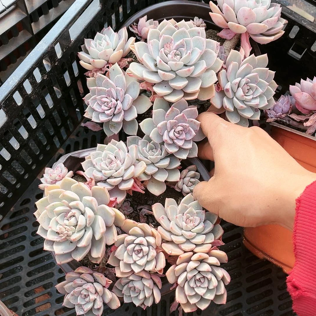 红粉家人2颗9.99多肉植物