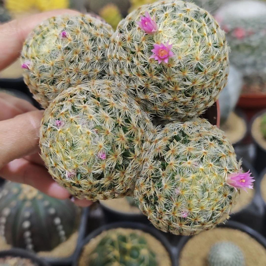 实生根明星群生多头