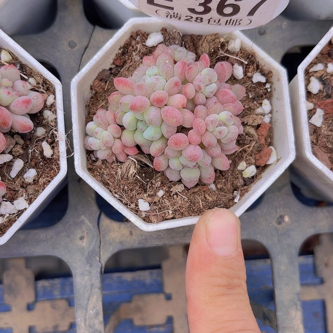 E367萌豆群一物一拍