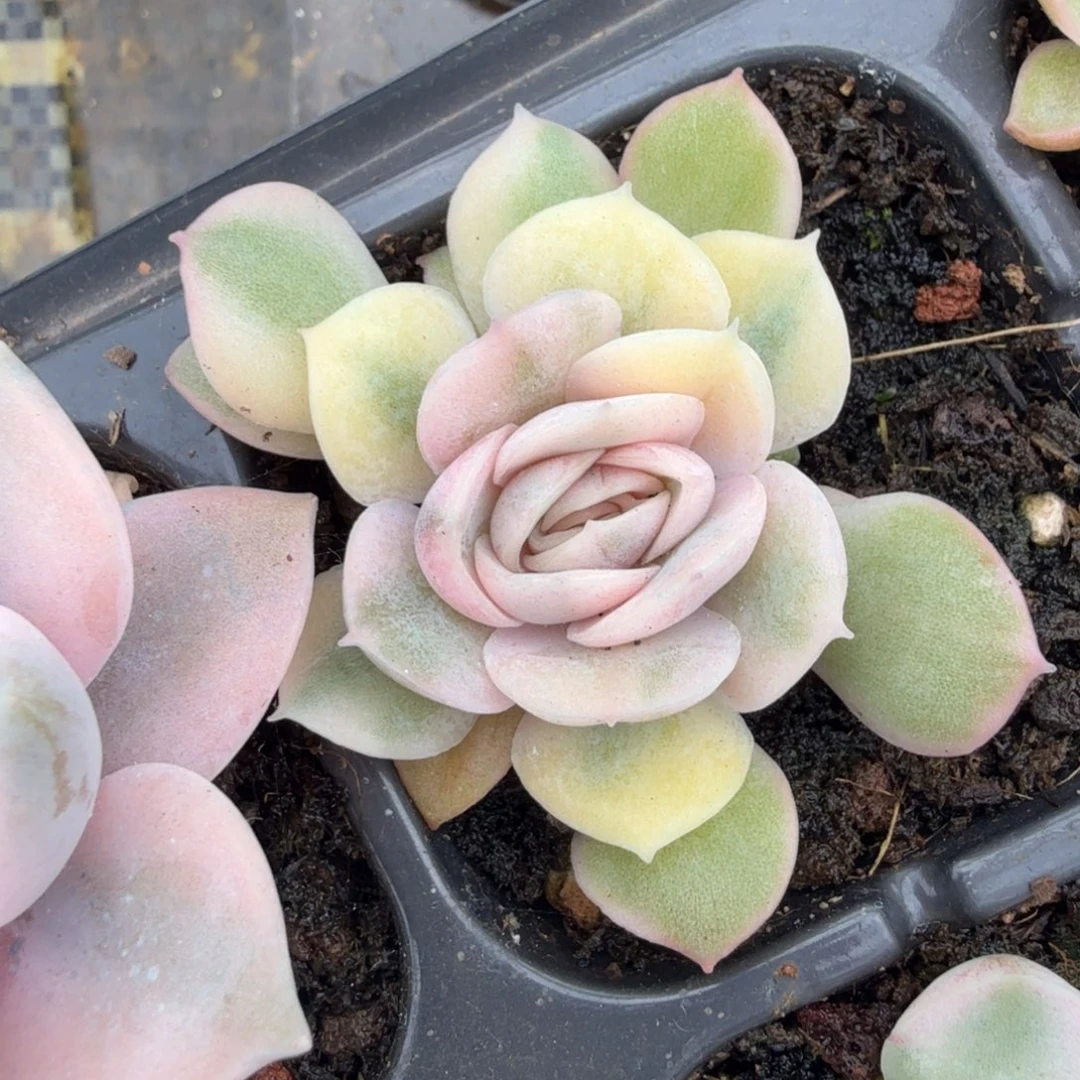 彩锦昂斯诺锦腹欧你锦