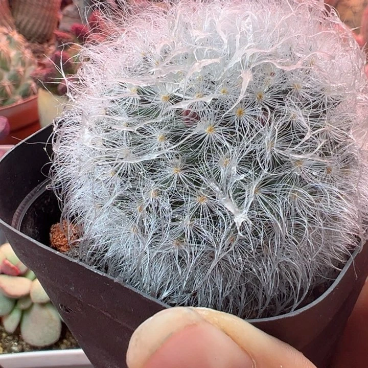 忘**院可以吗你说你不知道吗你