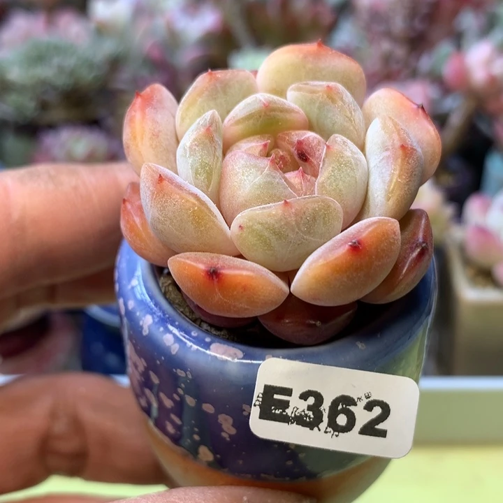 E362一物一拍带盆发