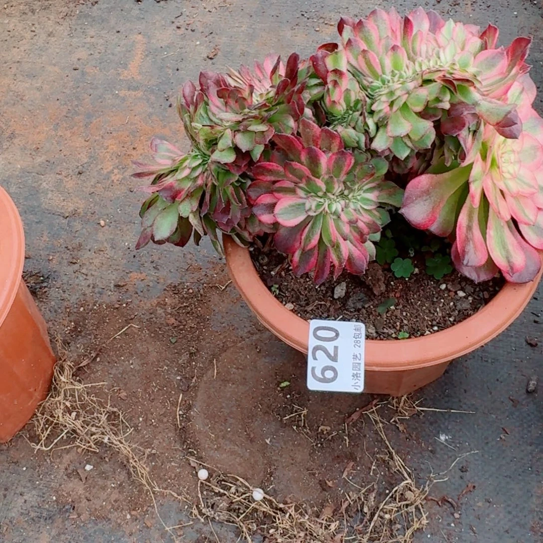 620荔枝缀化多肉植物满28包邮