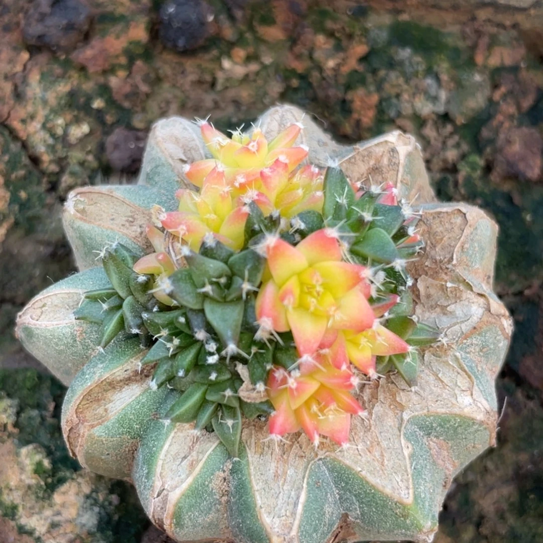 全部花朵帝冠锦群体3号
