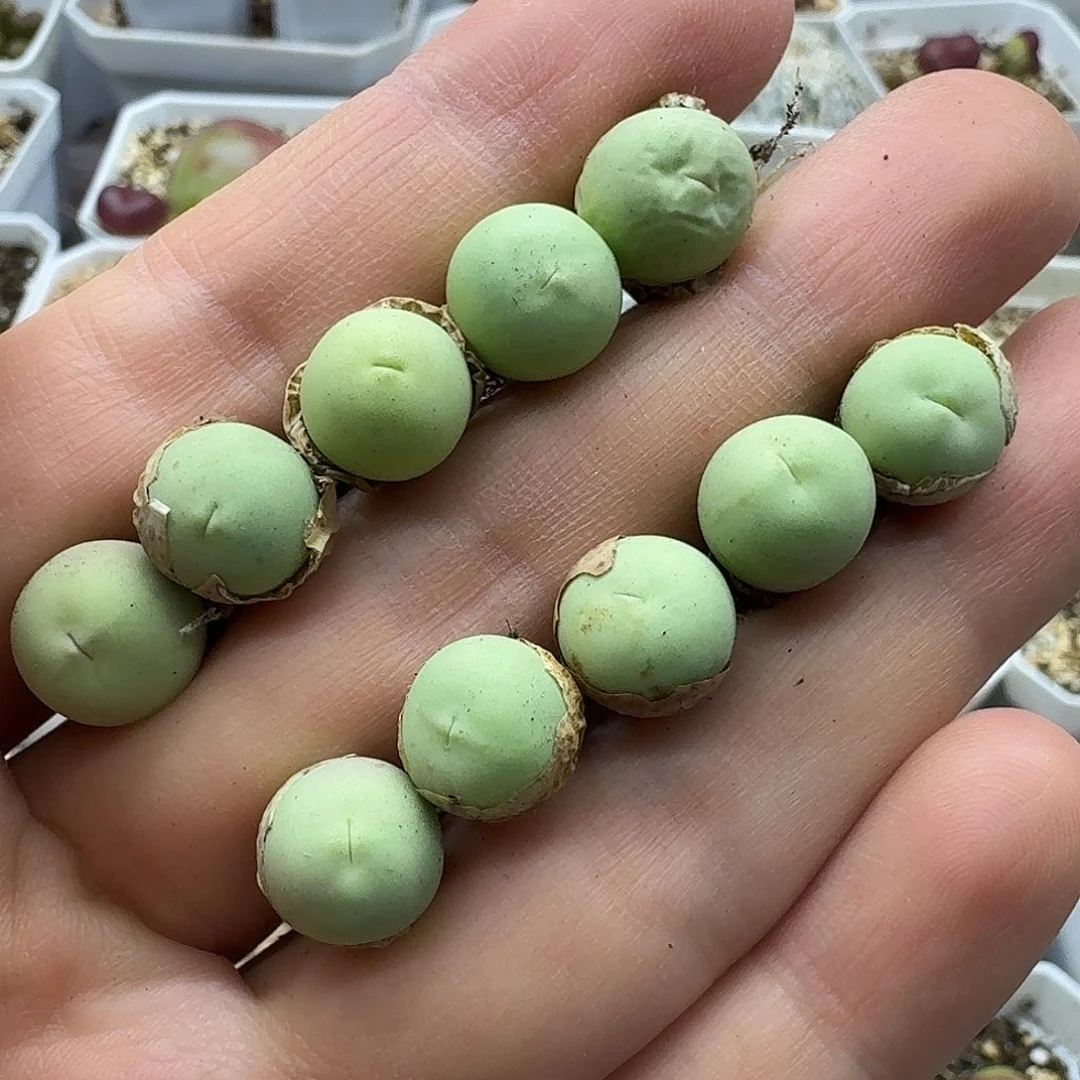 老马生石花鸽子蛋2557