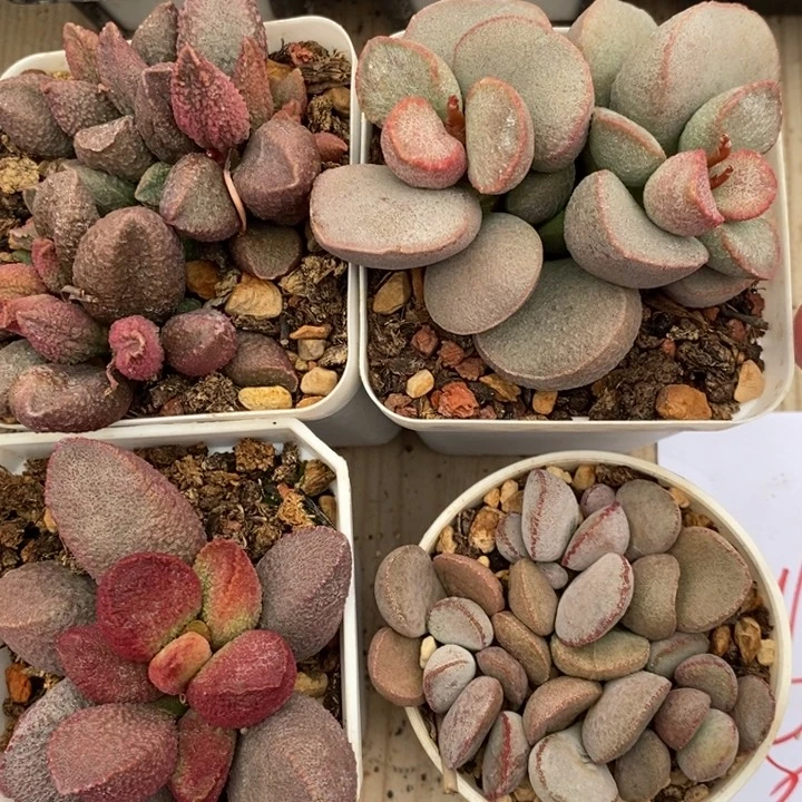 19110大颗水泡一组四颗