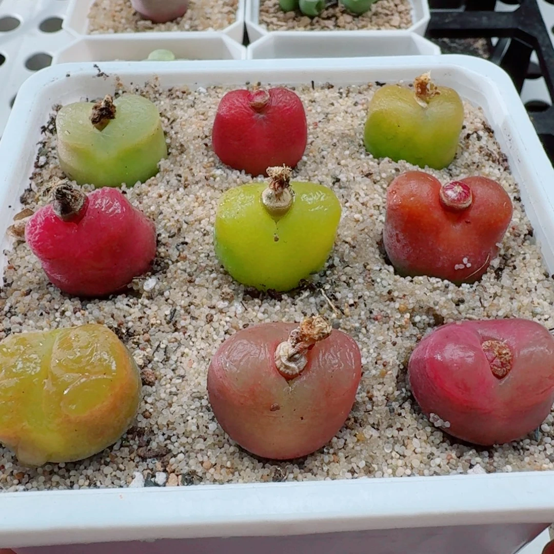 9颗2厘米以上毛汉尼