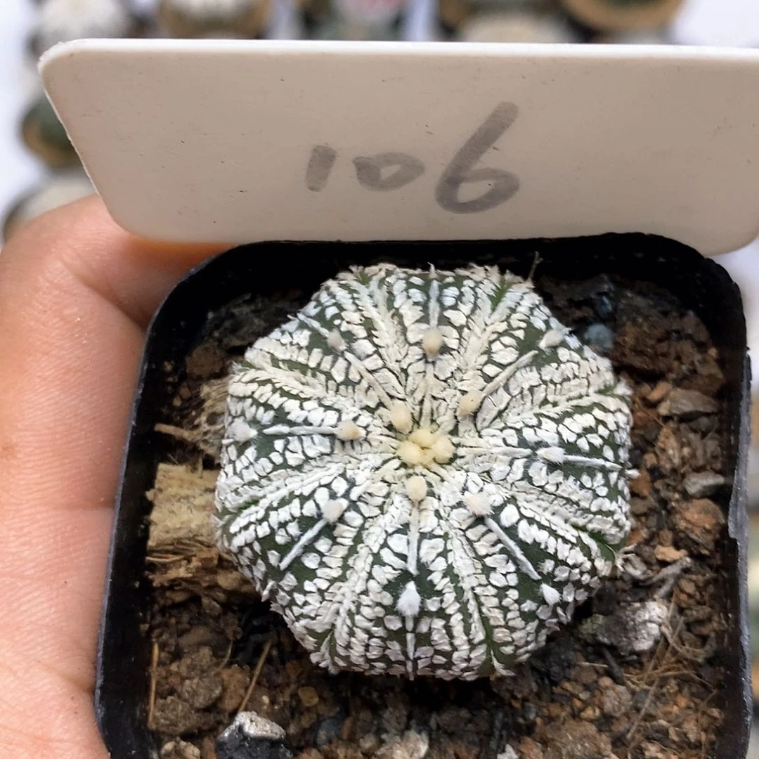 106福利特价咯福利了啦咯