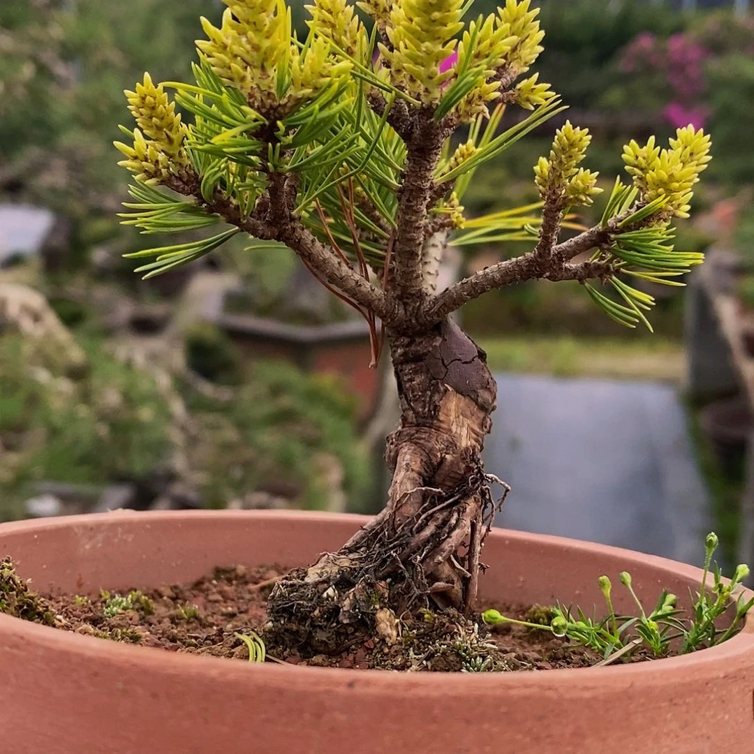 【闪购商品】幸乐五叶松