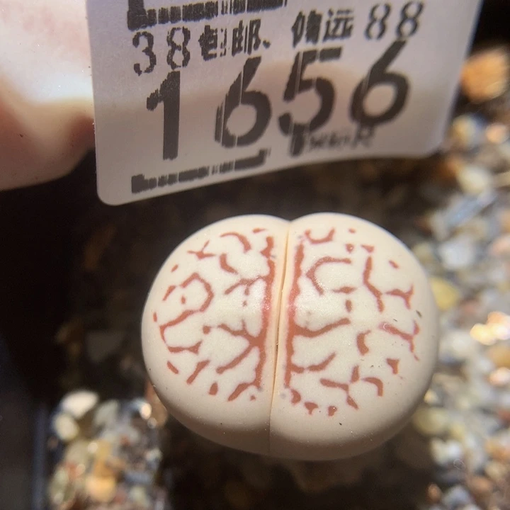 精品生石花多肉1656