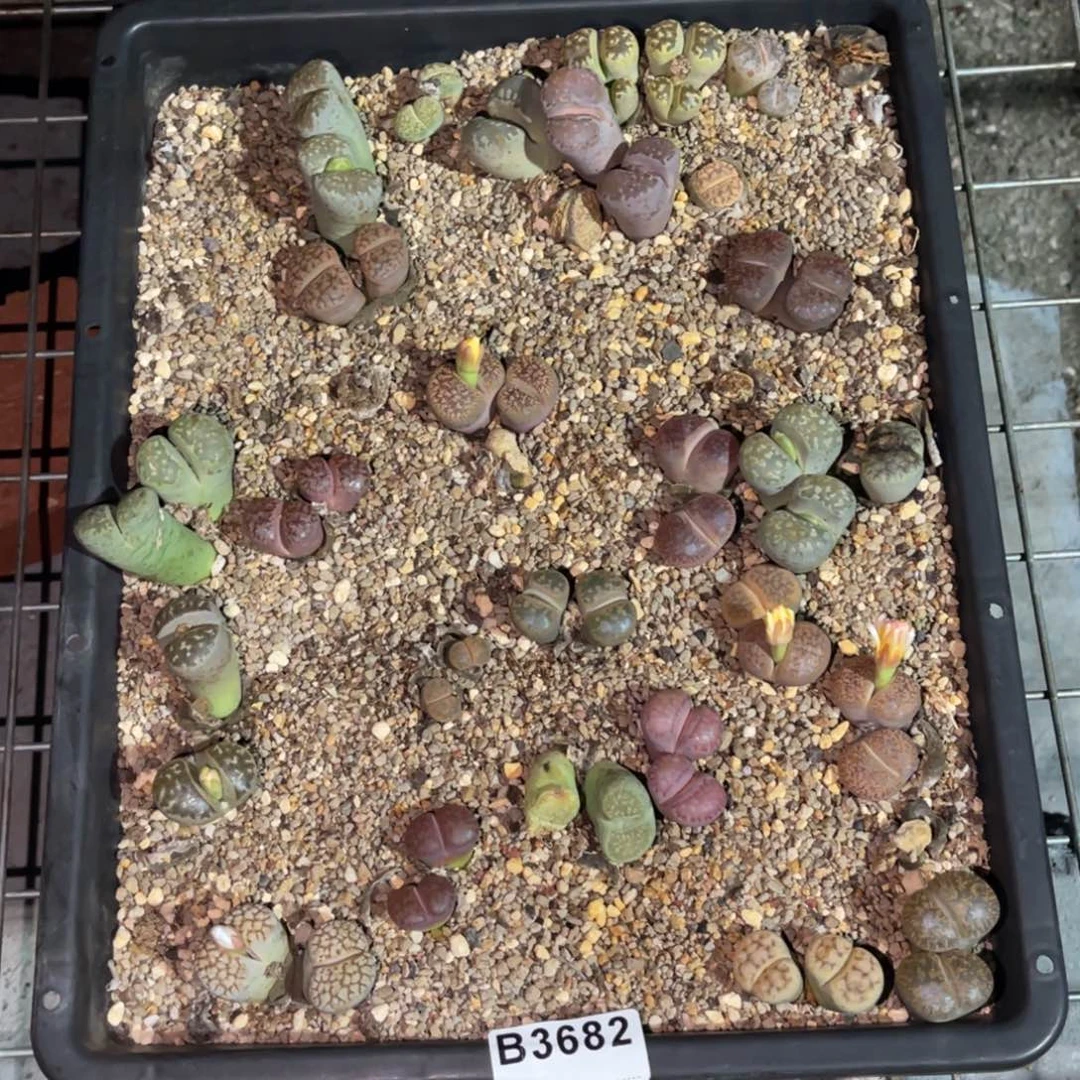 h***z3682福利筐1不售后