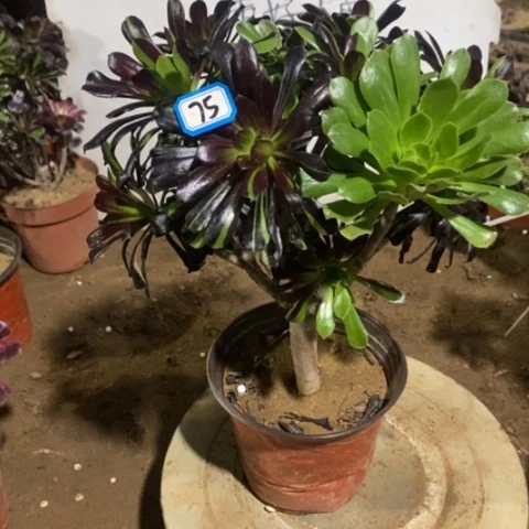 多肉水墨丹青砍过一物一拍