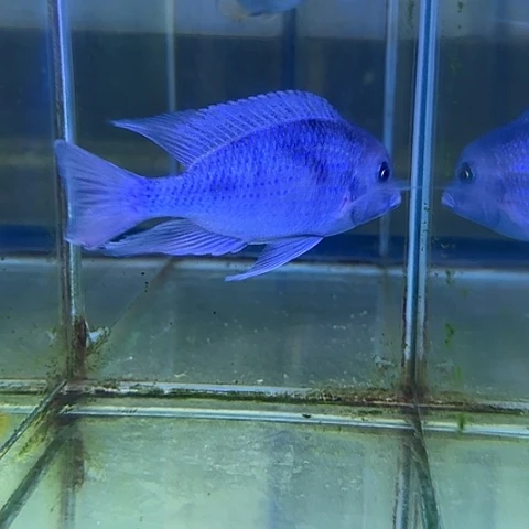 邱***海水鱼159号111111111