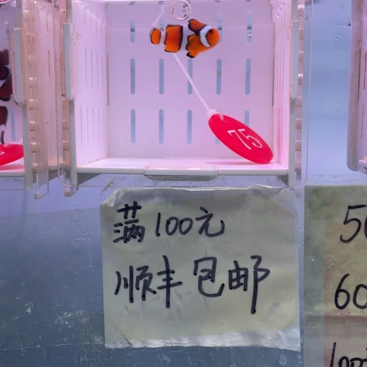 海水鱼精品背心1条3+