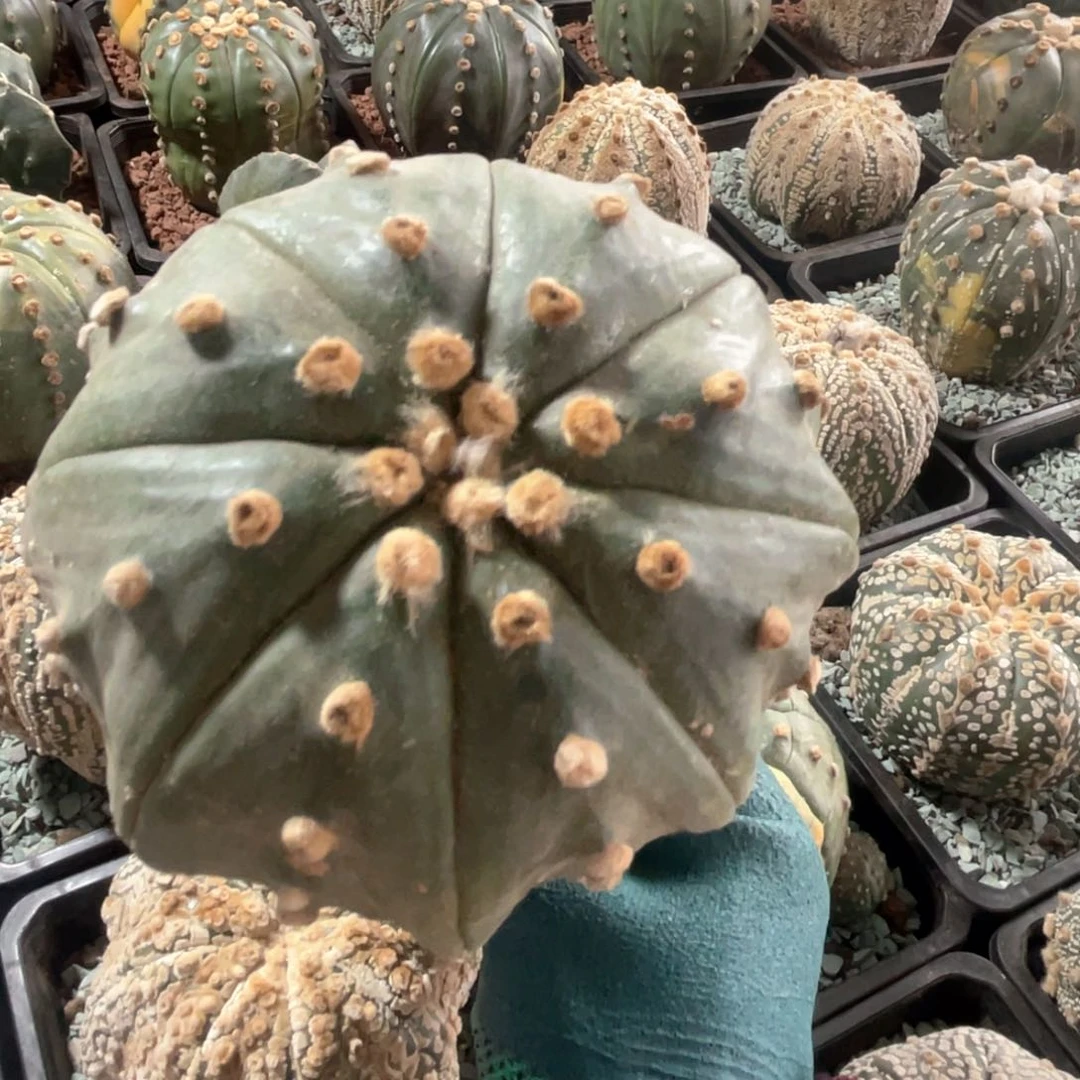 完全开放兜兜兜1