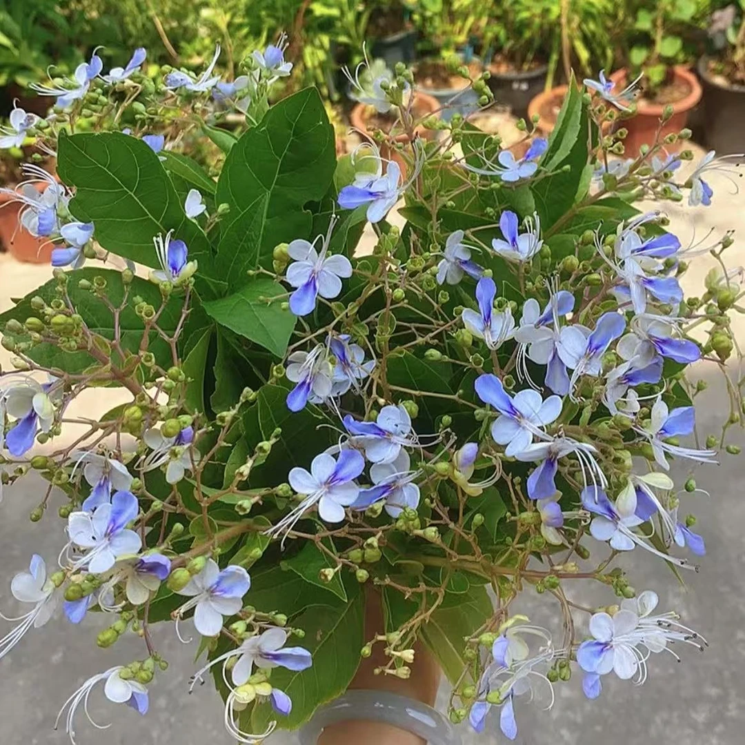 蓝蝴蝶盆栽花卉多年生室内阳台易养护爆花强茶室盆景