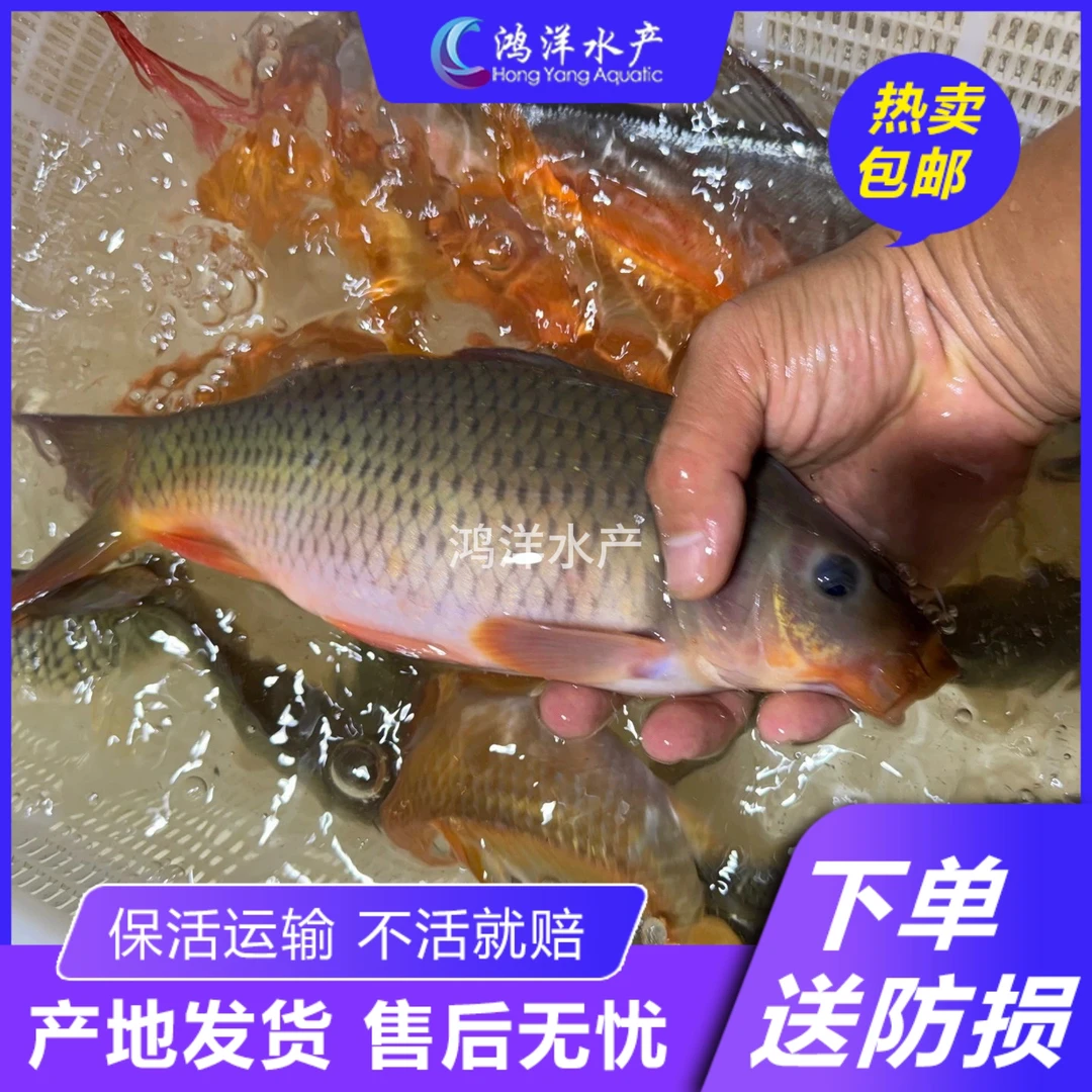 正宗禾花鲤鱼苗 稻田鲤鱼 荷花鲤乌鲤鱼淡水水族活体