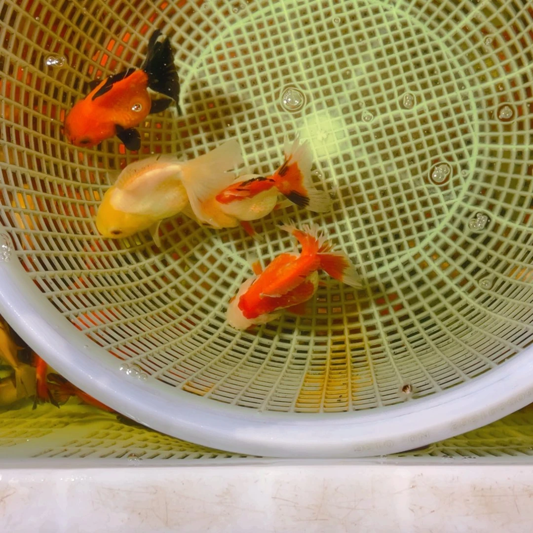 海水鱼花泰狮金鱼52