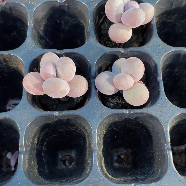 小奶豆1.5带土发