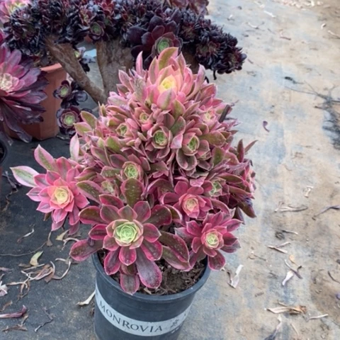 女神9多肉植物法师