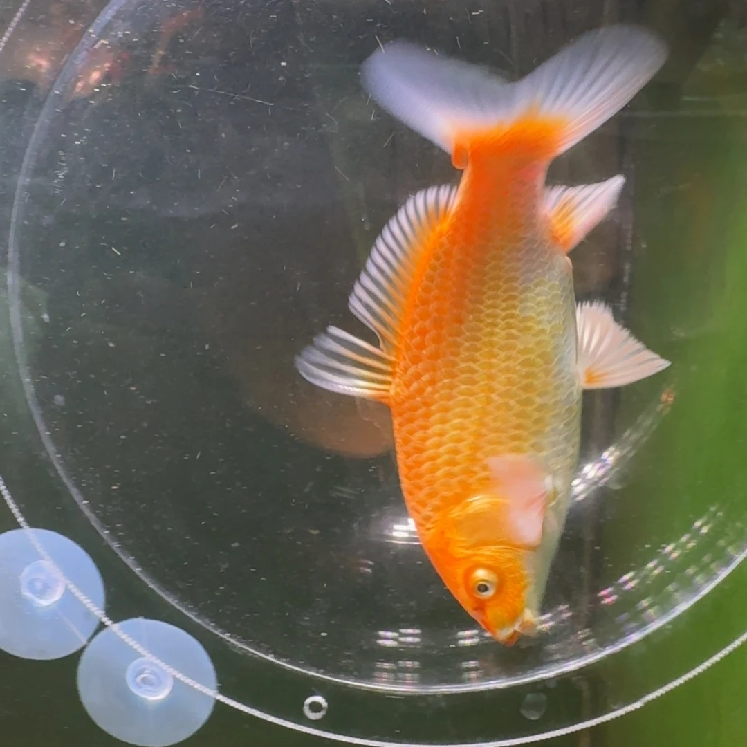 中国大陆红色蝴蝶鲤包邮