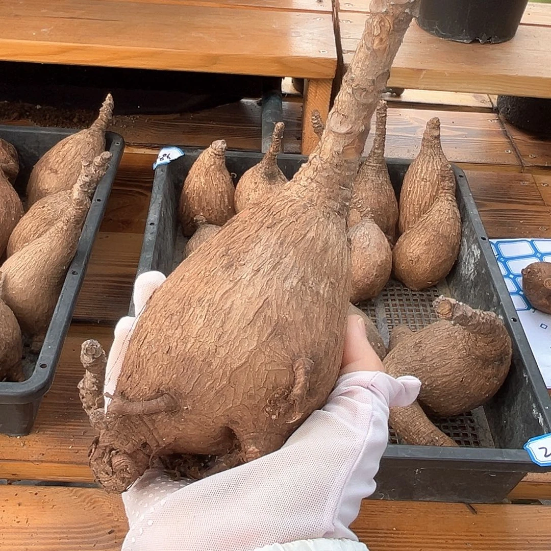 潮流植物奇异油柑，60号