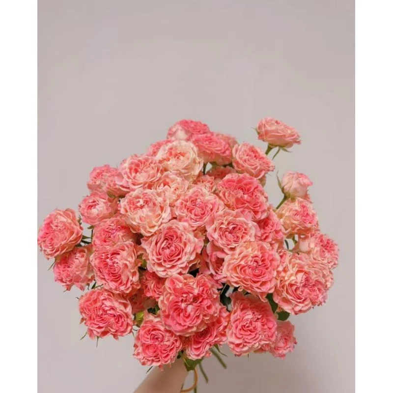 【小仙女】 多头玫瑰   真花 鲜切花  一单顺丰发货