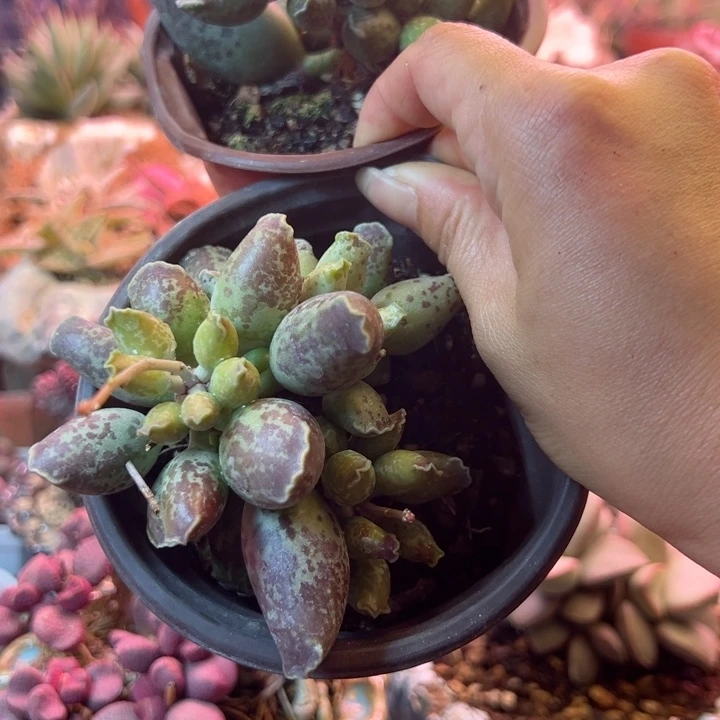 浮**梦可以吗你说你不知道吗你